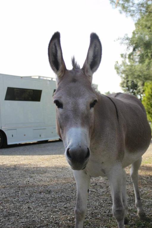 Ortali Country House Quarata エクステリア 写真